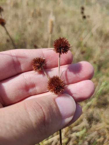 Juncus valvatus (Juncus valvatus)
