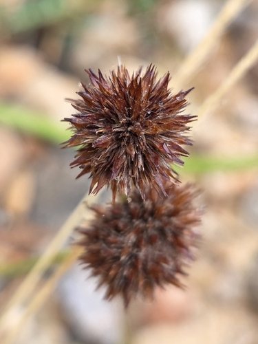 Juncus valvatus (Juncus valvatus)