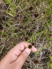 Juncus valvatus (Juncus valvatus)