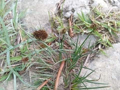 Juncus valvatus (Juncus valvatus)