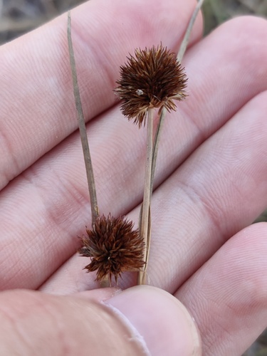 Juncus valvatus (Juncus valvatus)