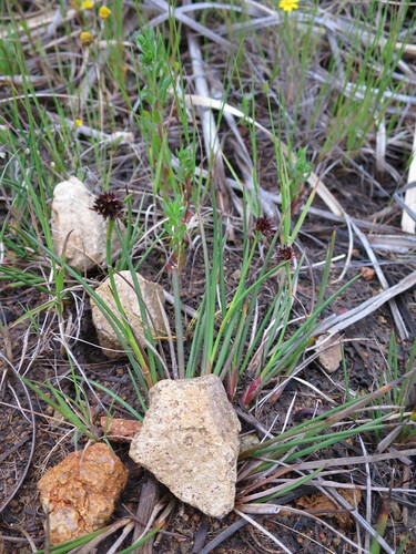 Juncus valvatus (Juncus valvatus)