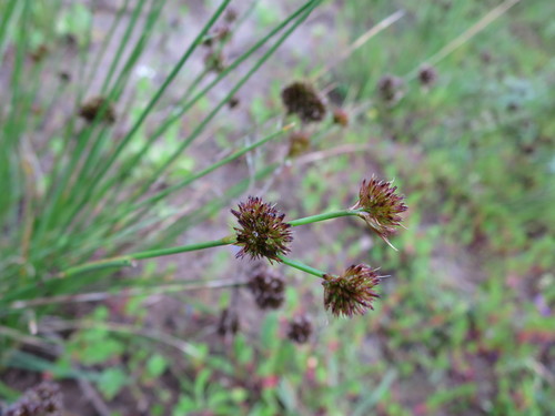 Juncus valvatus (Juncus valvatus)