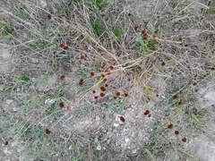 Juncus valvatus (Juncus valvatus)