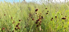 Juncus valvatus (Juncus valvatus)