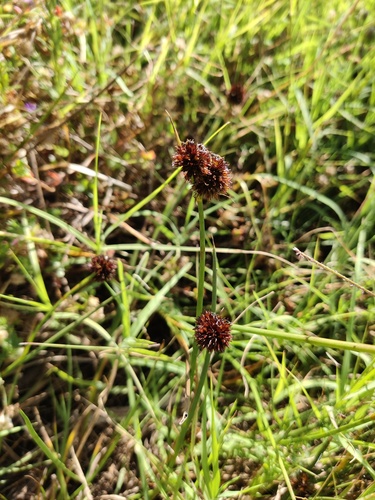 Juncus valvatus (Juncus valvatus)