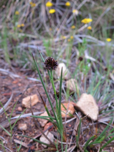 Juncus valvatus (Juncus valvatus)