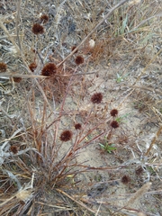 Juncus valvatus (Juncus valvatus)