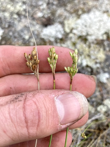 Vasey's rush (Juncus vaseyi)