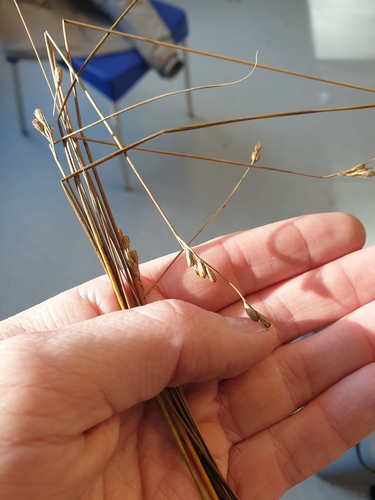 Vasey's rush (Juncus vaseyi)