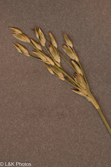 Vasey's rush (Juncus vaseyi)