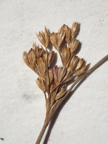 Vasey's rush (Juncus vaseyi)