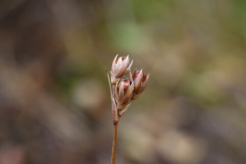 Vasey's rush (Juncus vaseyi)