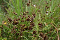 Juncus wallichianus (Juncus wallichianus)