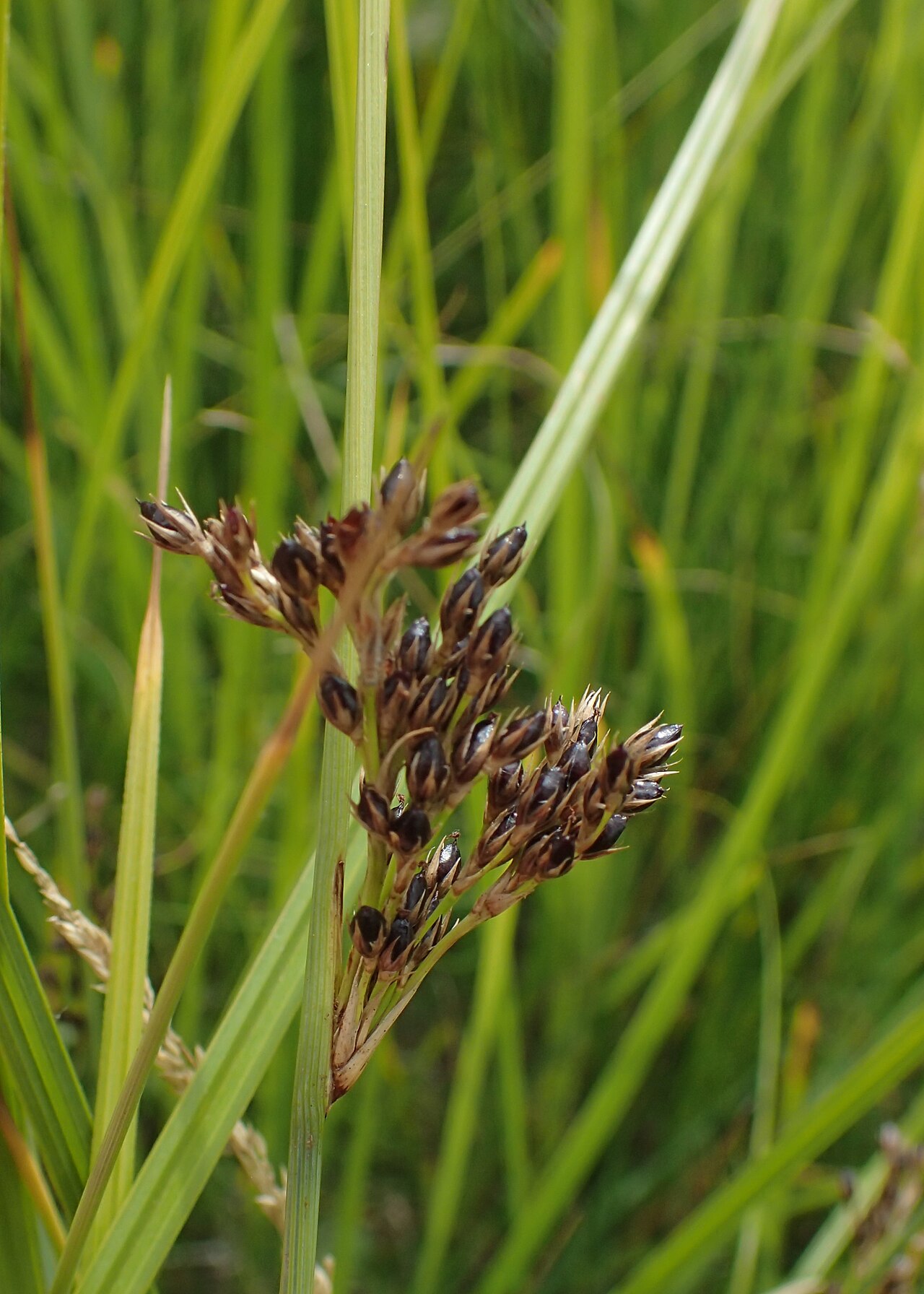 Juncus × diffusus: Juncus × diffusus. Meadow on Miedwie Lake S from Wierzbno, NW Poland