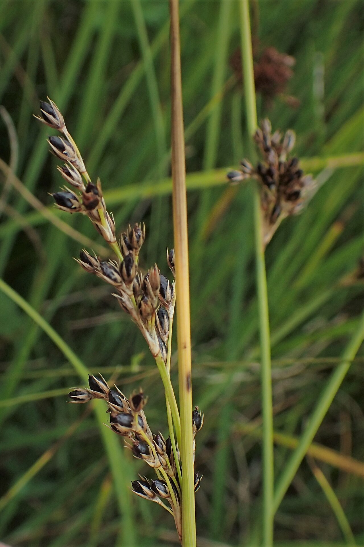 Juncus × diffusus: Juncus × diffusus. Meadow on Miedwie Lake S from Wierzbno, NW Poland