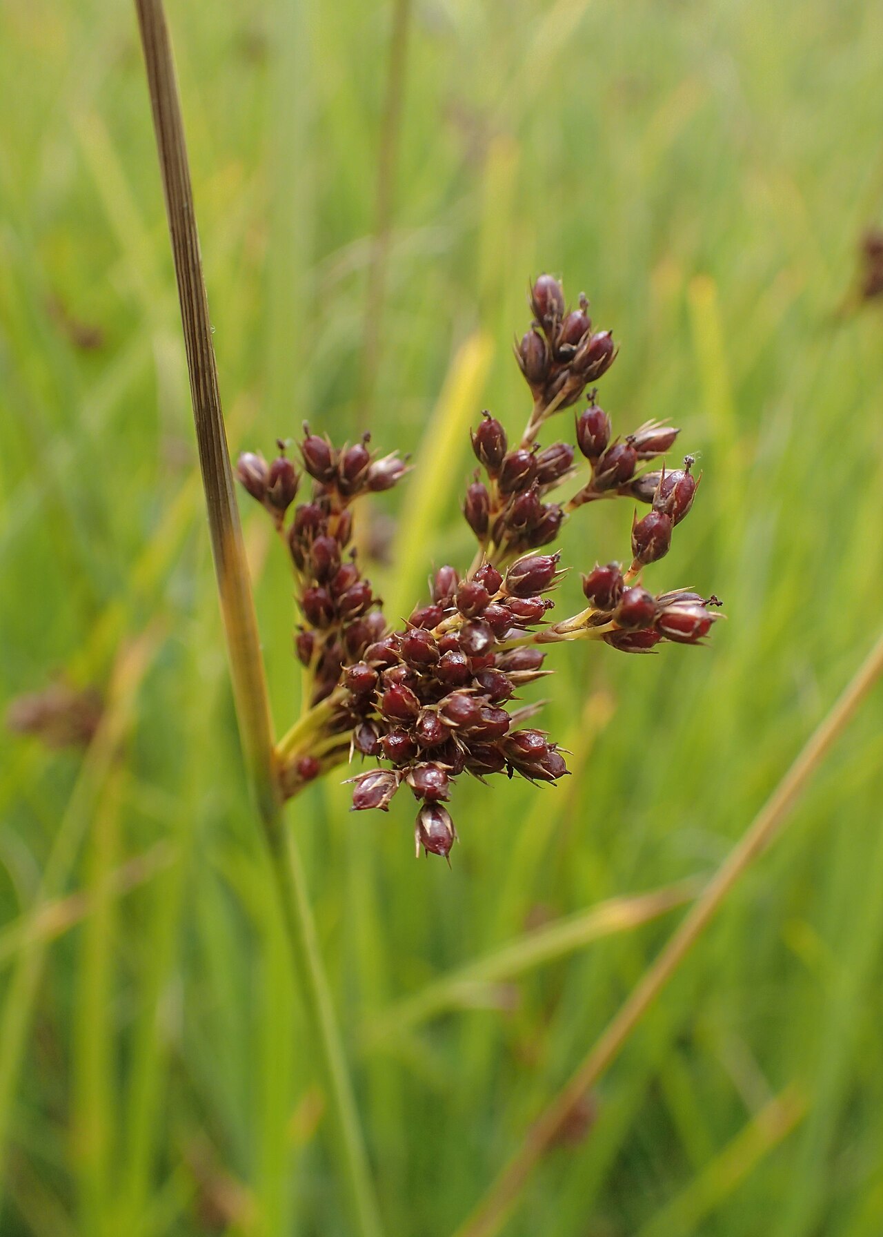 Juncus × diffusus: Juncus × diffusus. Meadow on Miedwie Lake S from Wierzbno, NW Poland