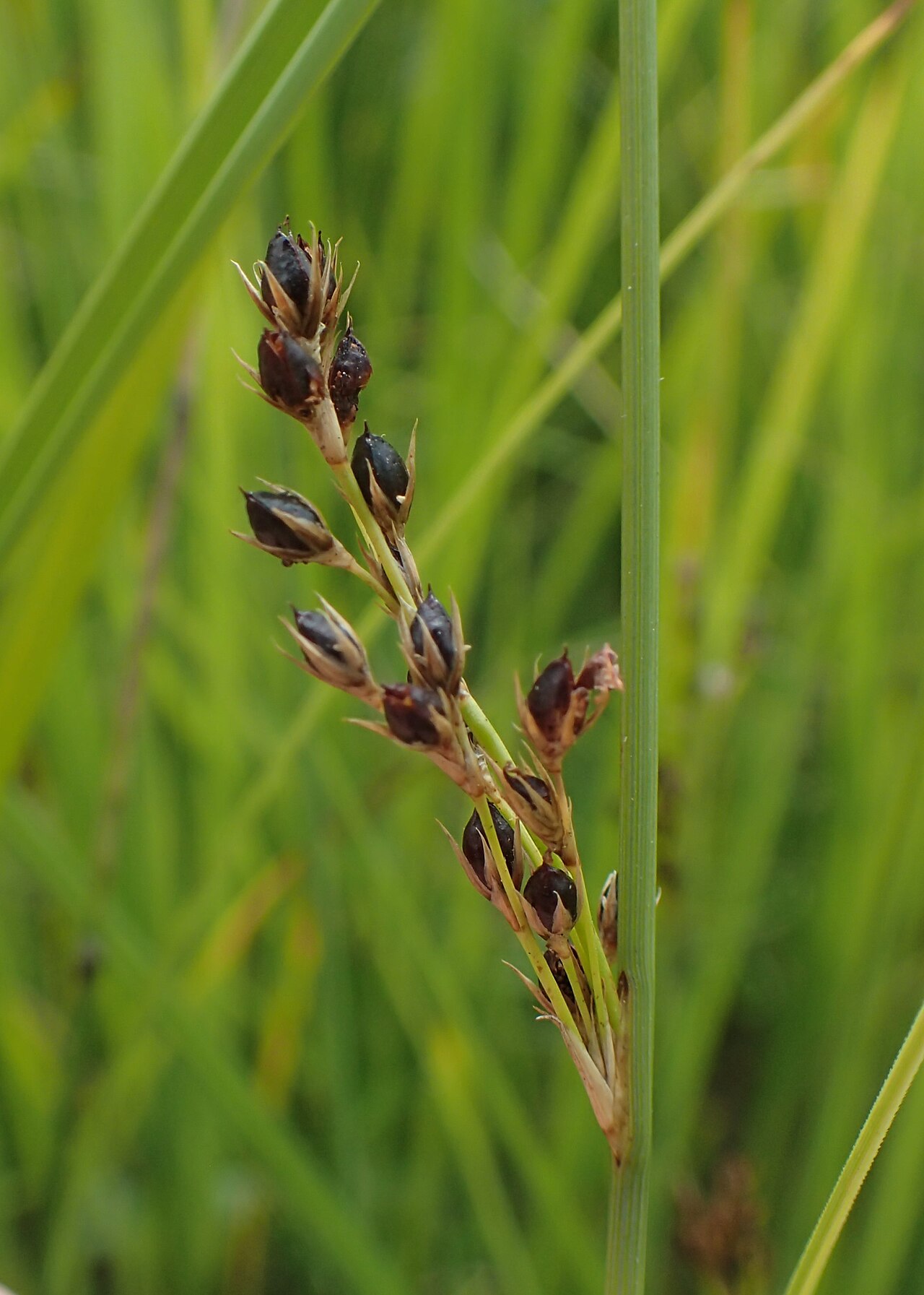 Juncus × diffusus: Juncus × diffusus. Meadow on Miedwie Lake S from Wierzbno, NW Poland