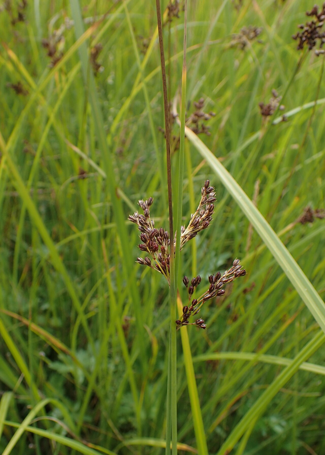 Juncus × diffusus: Juncus × diffusus. Meadow on Miedwie Lake S from Wierzbno, NW Poland