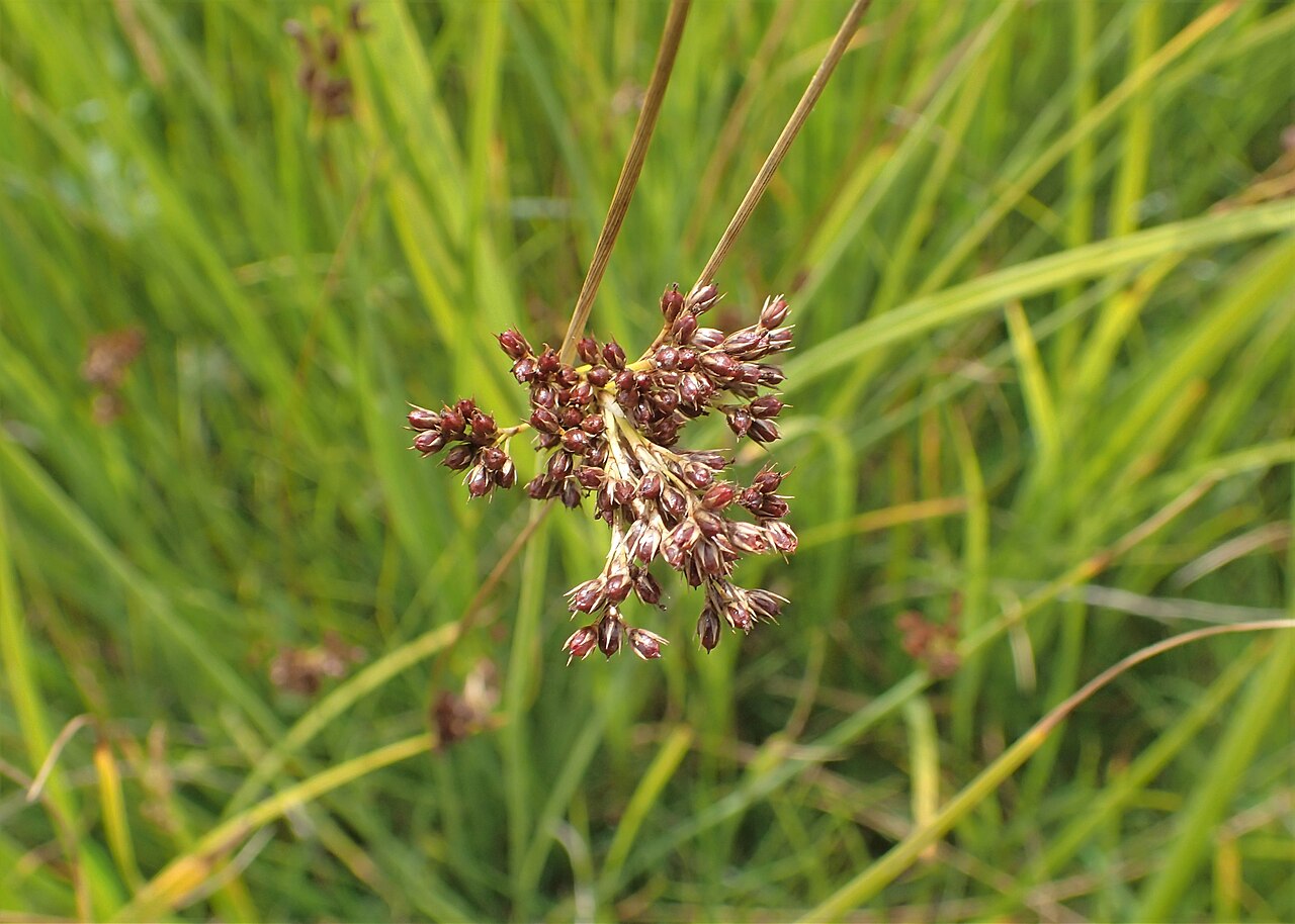 Juncus × diffusus: Juncus × diffusus. Meadow on Miedwie Lake S from Wierzbno, NW Poland
