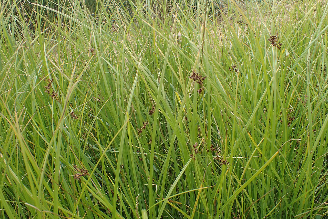 Juncus × diffusus: Juncus × diffusus. Meadow on Miedwie Lake S from Wierzbno, NW Poland