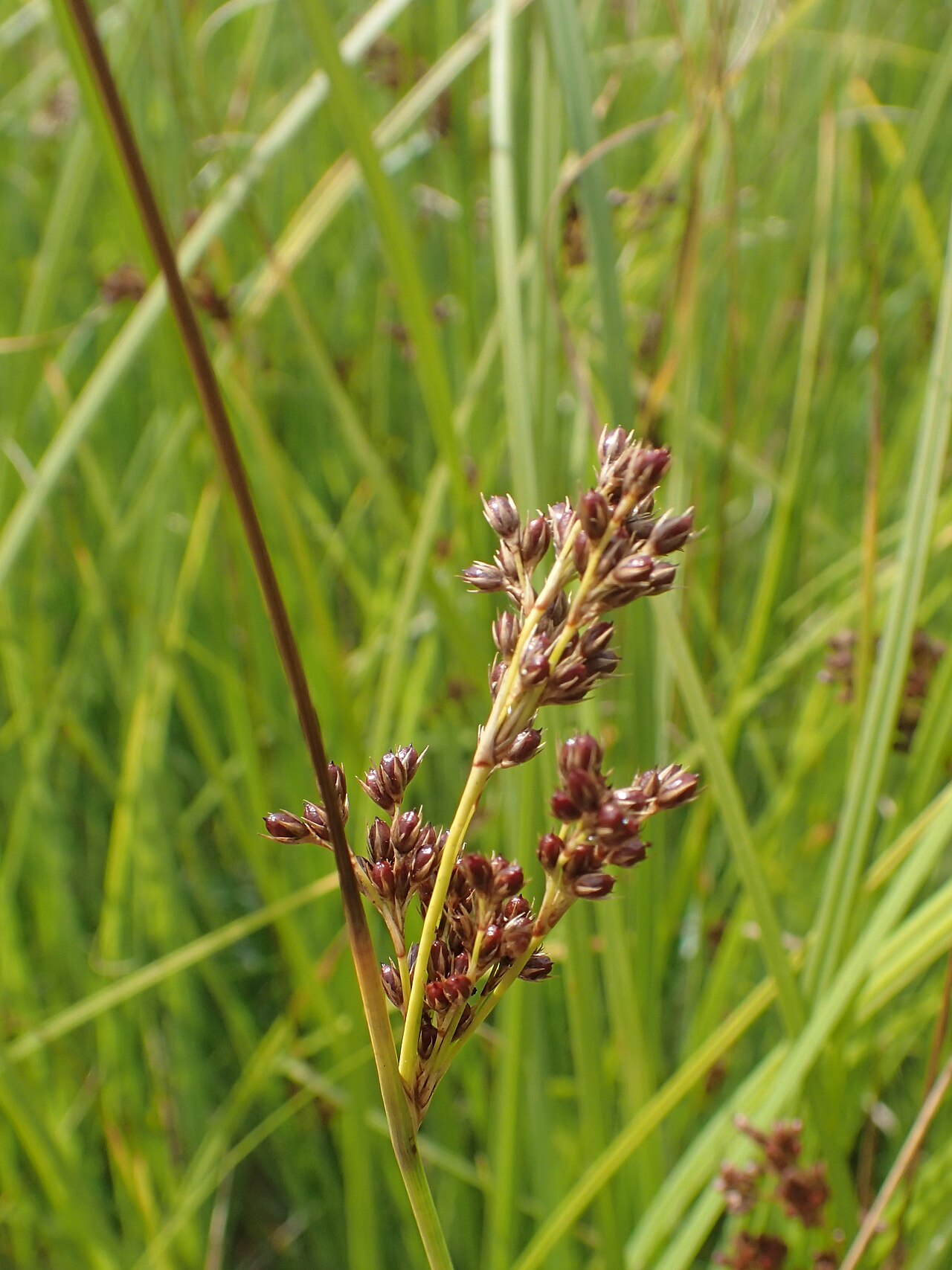 Juncus × diffusus: Juncus × diffusus. Meadow on Miedwie Lake S from Wierzbno, NW Poland