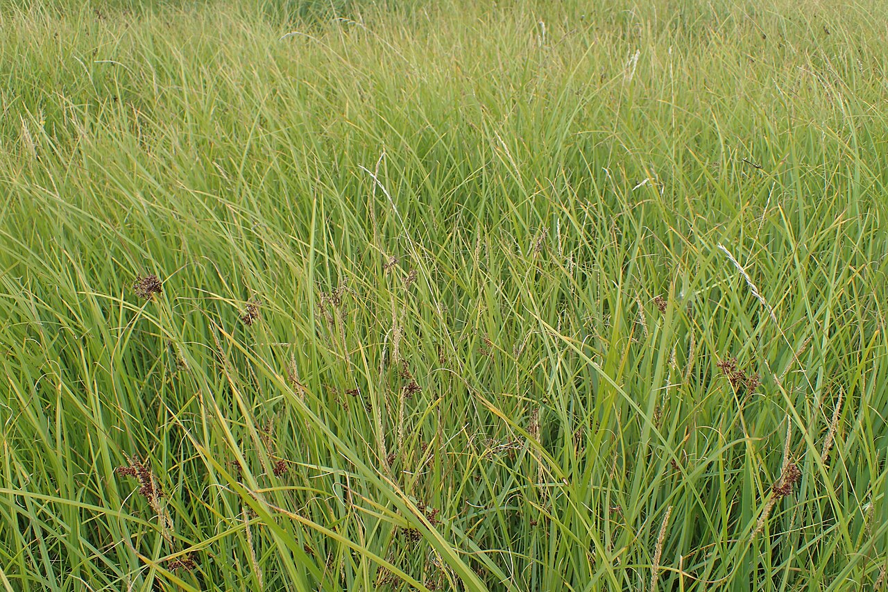 Juncus × diffusus: Juncus × diffusus. Meadow on Miedwie Lake S from Wierzbno, NW Poland