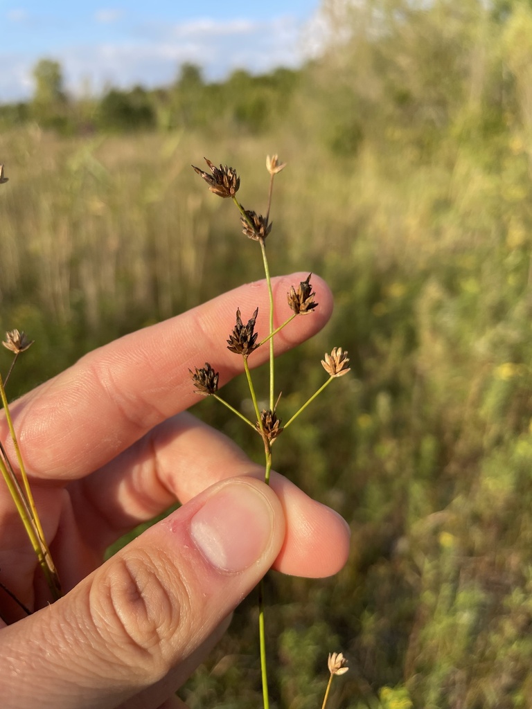 Rush (Juncus × nodosiformis)