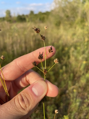 Rush (Juncus × nodosiformis)