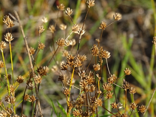 Rush (Juncus × nodosiformis)