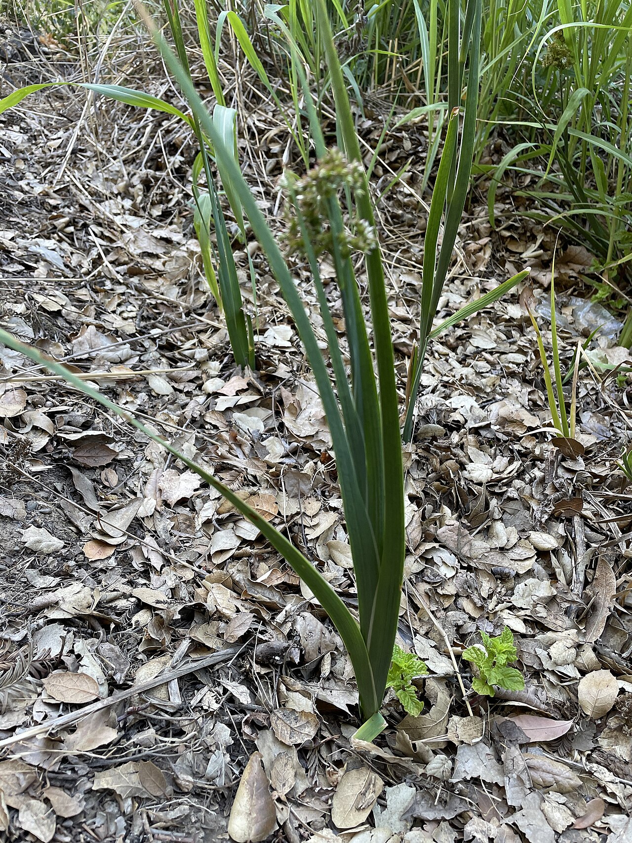 Irisleaf rush: Irisleaf rush ( Juncus xiphioides ) in the United States