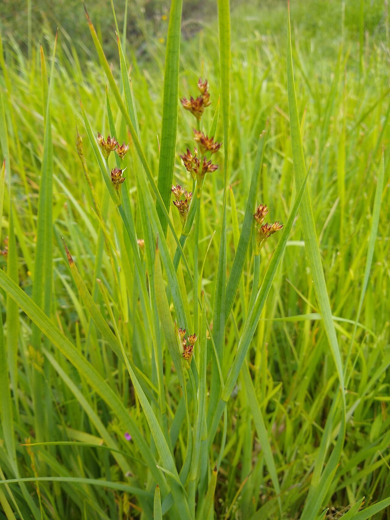 Irisleaf rush: Irisleaf rush ( Juncus xiphioides ) in the United States