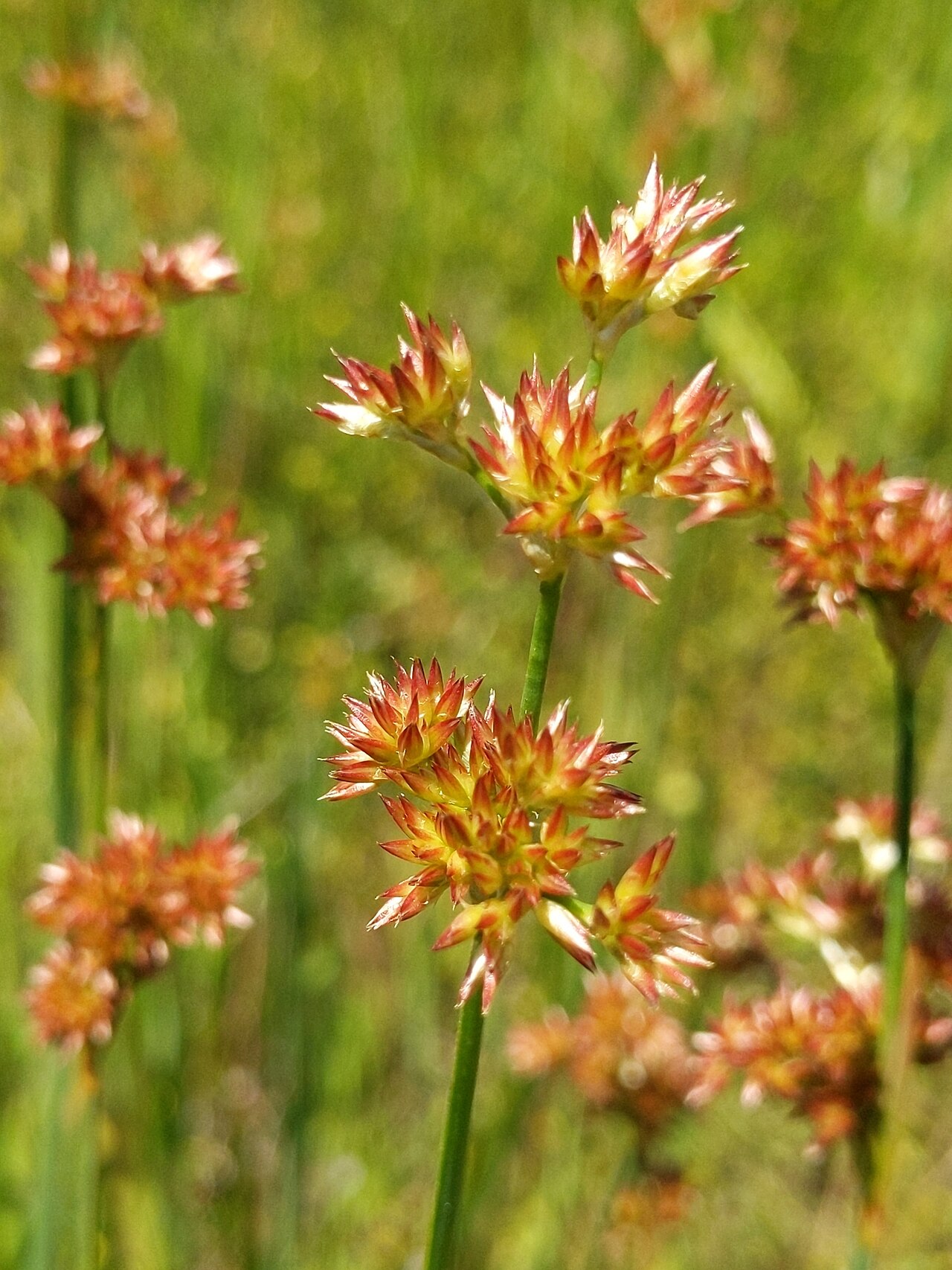 Irisleaf rush: Irisleaf rush ( Juncus xiphioides ) in the United States
