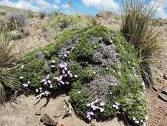 Junellia caespitosa (Junellia caespitosa)
