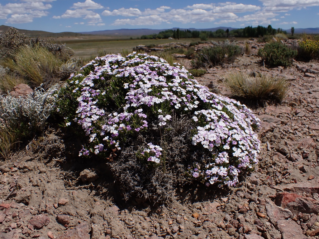 Junellia caespitosa (Junellia caespitosa)