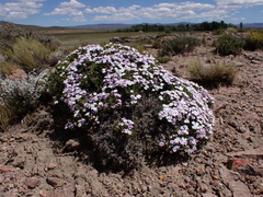 Junellia caespitosa (Junellia caespitosa)