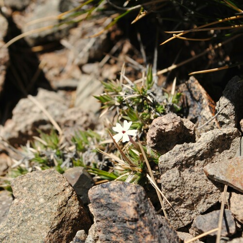Junellia erinacea (Junellia erinacea)