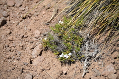 Junellia erinacea (Junellia erinacea)
