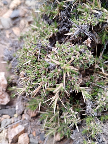 Junellia erinacea (Junellia erinacea)