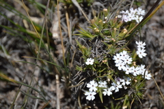 Junellia erinacea (Junellia erinacea)