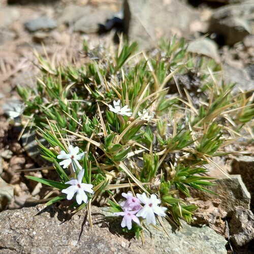 Junellia erinacea (Junellia erinacea)