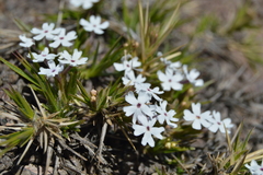 Junellia erinacea (Junellia erinacea)
