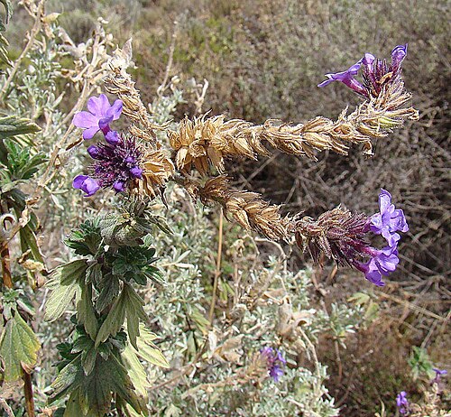 Junellia fasciculata: A hairy species from the Cordillera Negra of Peru. In context at www.dixpix.ca/sth_cordillera/flora/verbenas/index.html