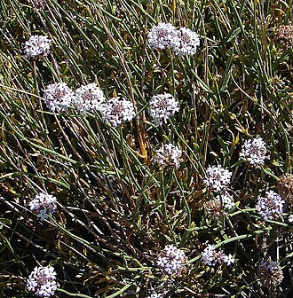 Junellia lavandulifolia: This species forms thickets in the highlands of central Chile. In context at www.dixpix.ca/sth_cordillera/flora/verbenas/index.html