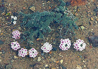 Junellia micrantha: Largely found on the steppes of southern Argentina. In context at www.dixpix.ca/sth_cordillera/flora/verbenas/index.html