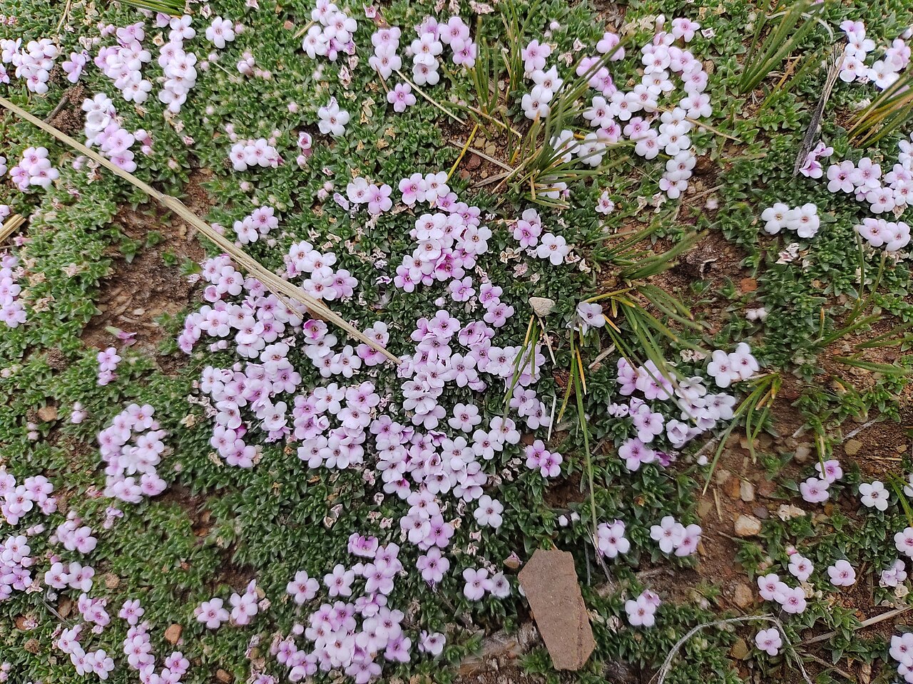 Junellia minima: Junellia minima. Species of plant.