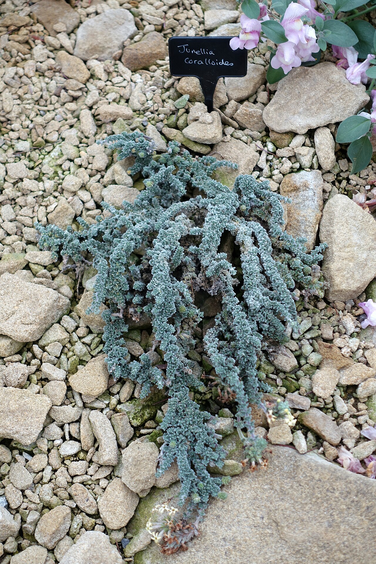 Junellia morenonis: Horticultural specimen in RHS Garden Harlow Carr - North Yorkshire, England.