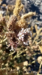 Junellia origenes (Junellia origenes)