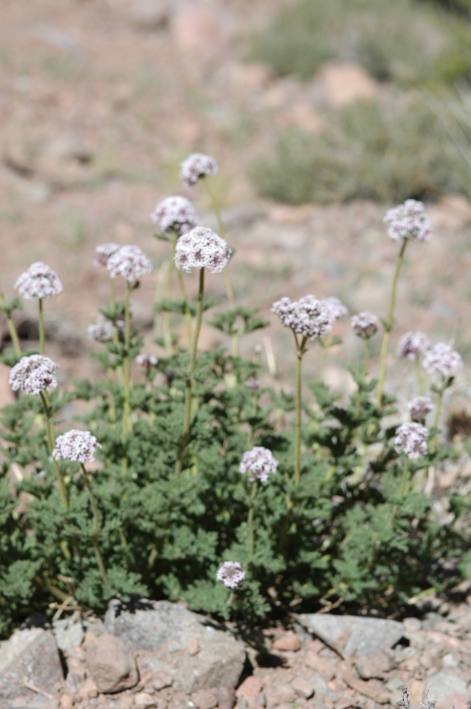 Junellia origenes (Junellia origenes)