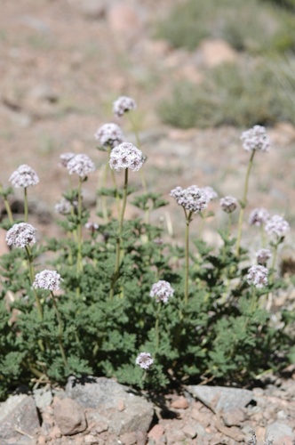 Junellia origenes (Junellia origenes)